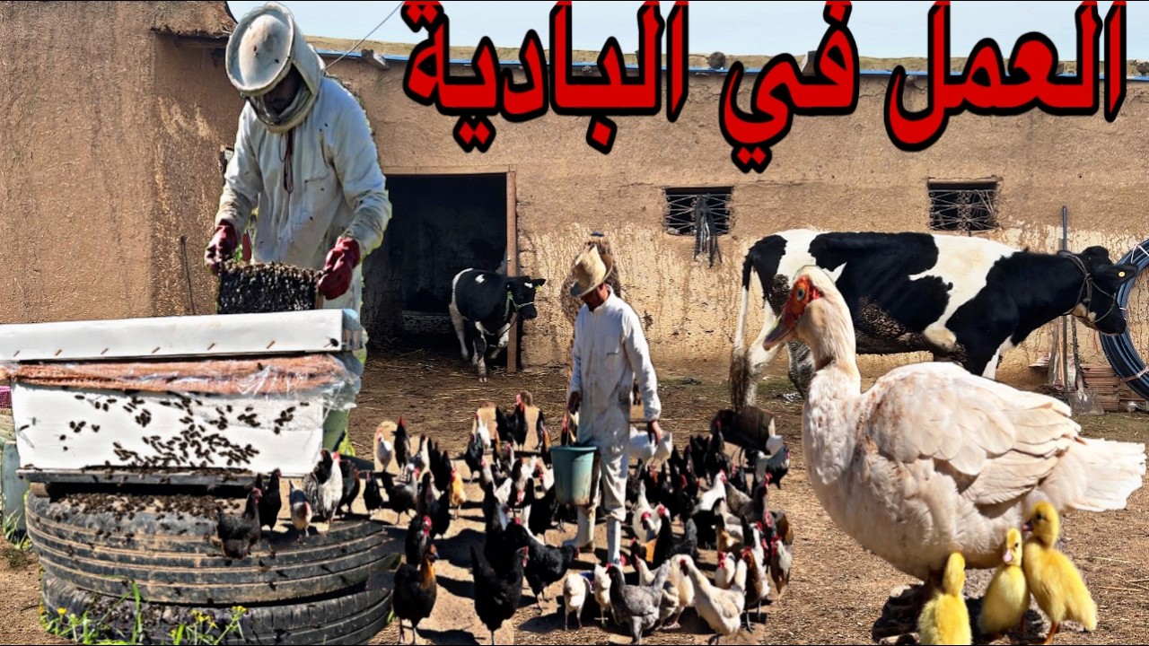 شنو درت مع العجلة شكراً لكم يوم جديد من العمل في المزرعة استقبال كتاكيت البط المسكوفي العمل مع النحل