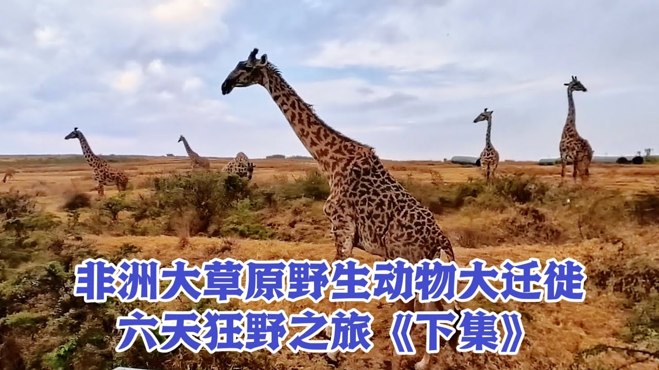 非洲大草原野生动物大迁徙六天狂野之旅《下集》