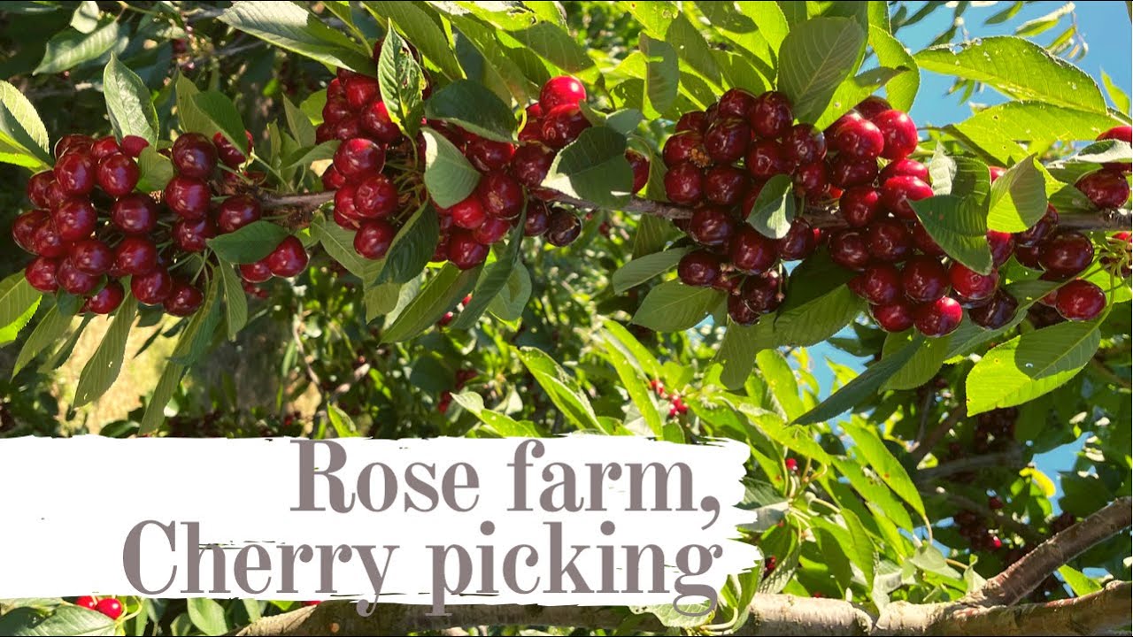 Cherry picking in Orange, NSW, Australia