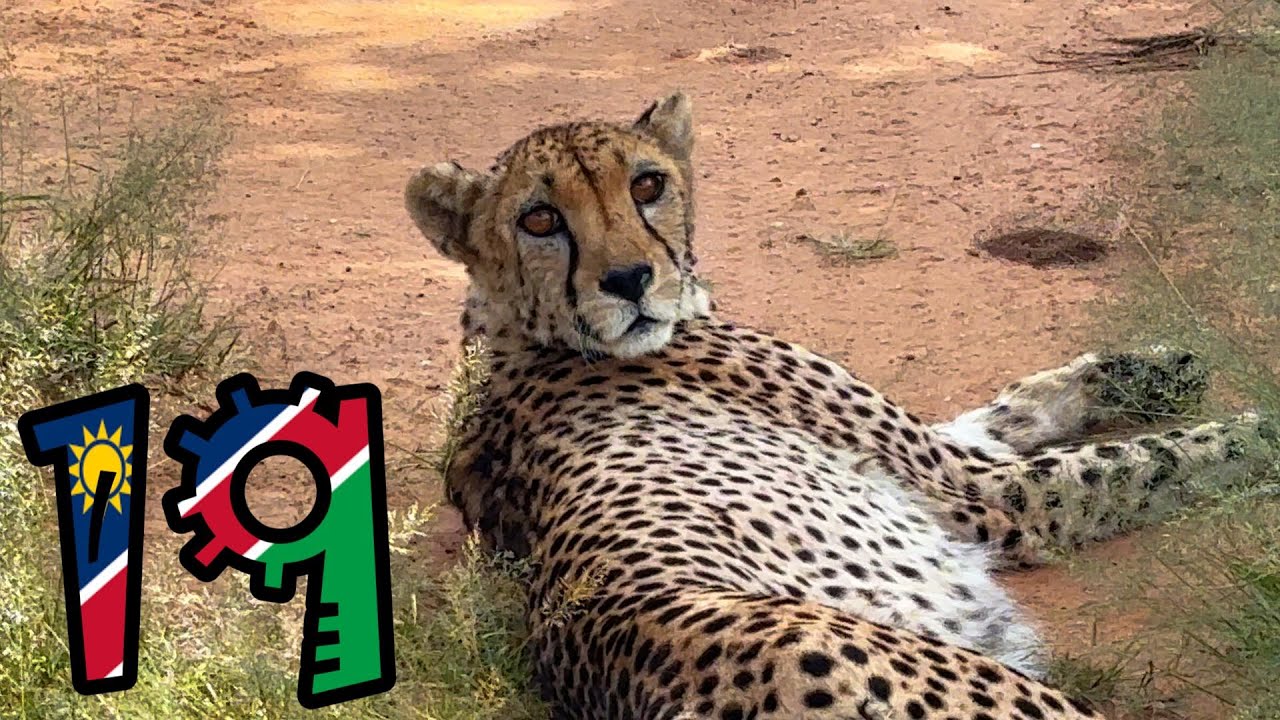 Namibia & Seychelles 19 | GATTONI WILDLIFE EXPERIENCE 🐯 Dove miagola l’Africa | Bike Vlog | ENG DUB