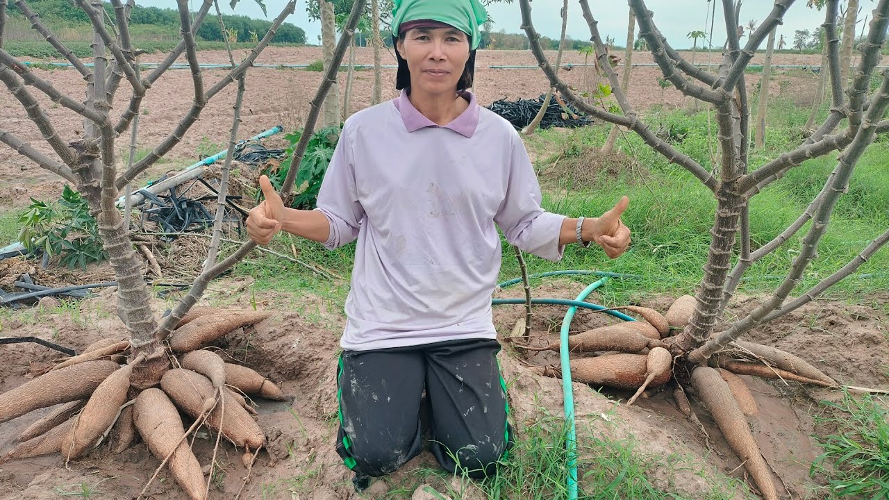 เกษตรกล้วยๆ กำลังถ่ายทอดสด!
