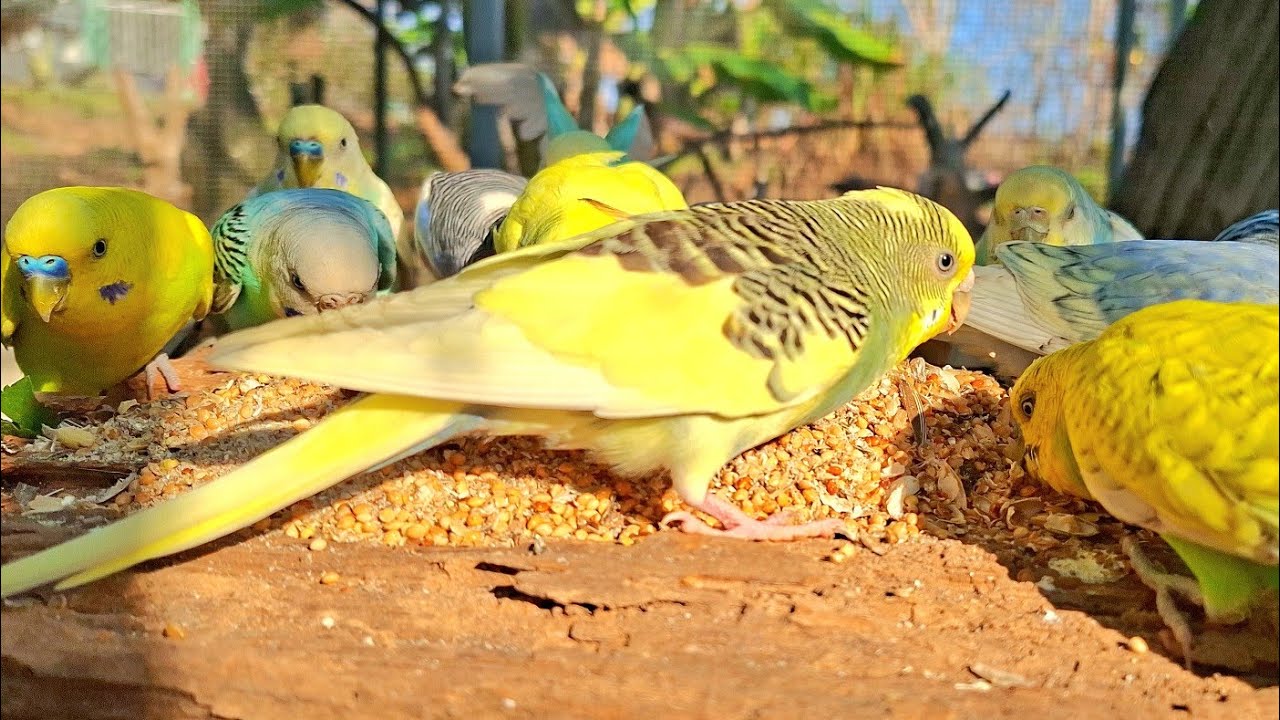 Bird budgie sound : Many birds are colorful and sing. Talking parrot. 