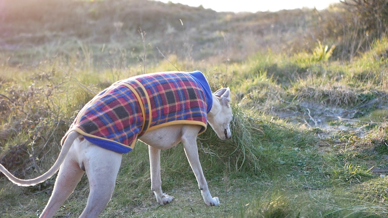Join Billy on a walk over the towans.