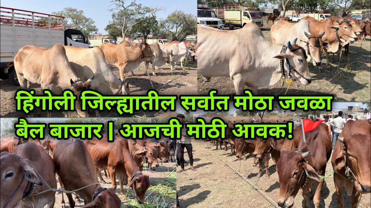 आजचा जवळा बैल बाजार 🔥🐂 एकापेक्षा एक भारी बैल! | दि: ०१/०३/२०२६