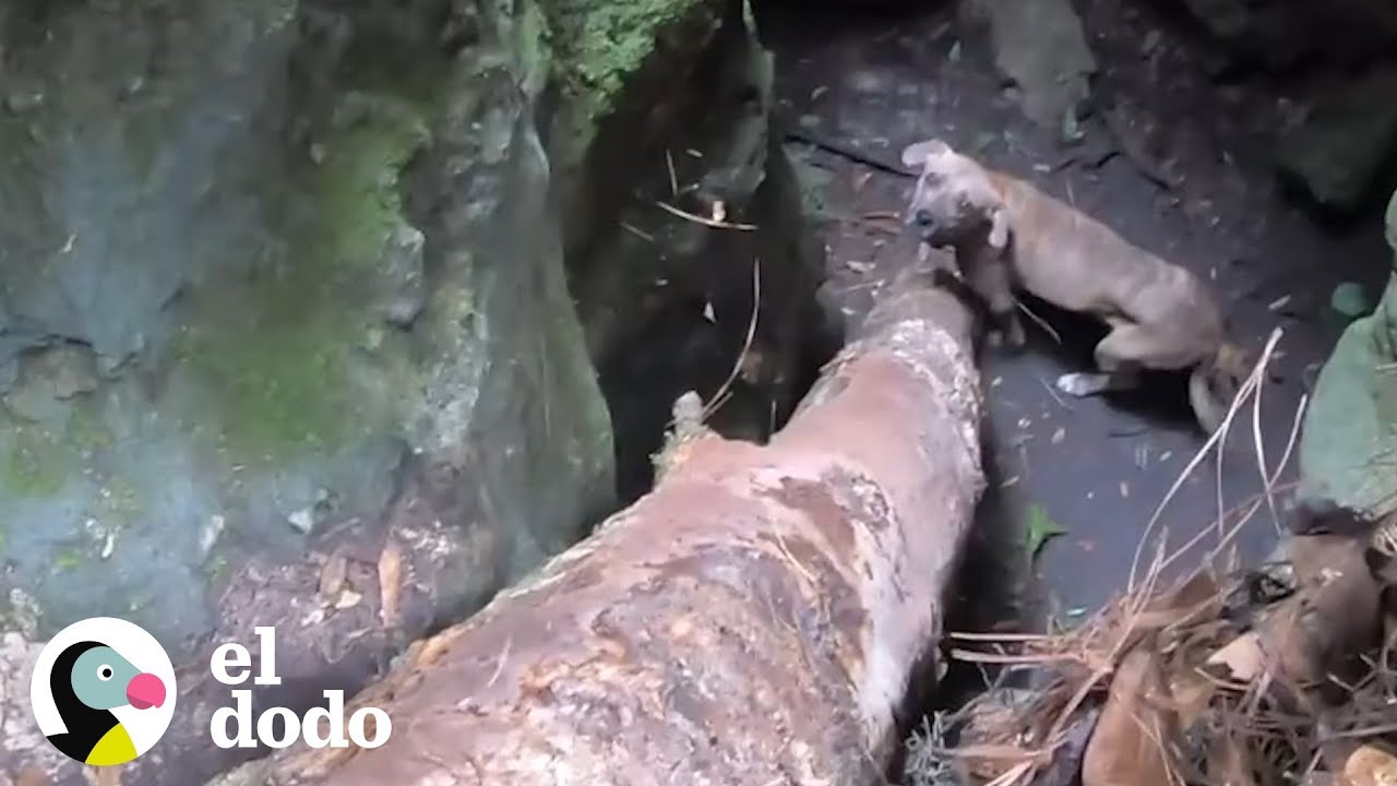 Hombre encuentra a un perro de milagro en una cueva profunda | El Dodo