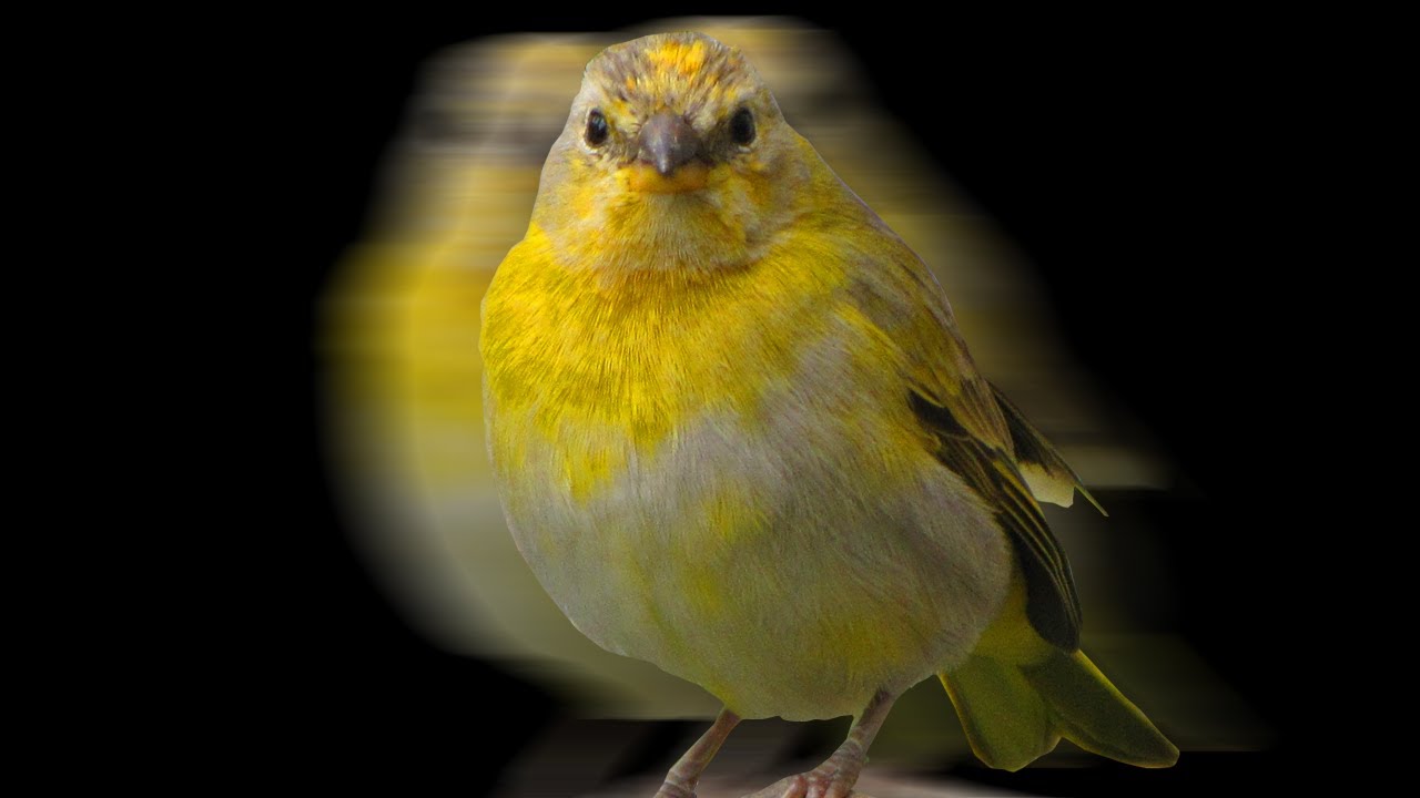EL PRIMER CANTO DE UN CANARIO CRIOLLO (SICALIS FLAVEOLA🐥)