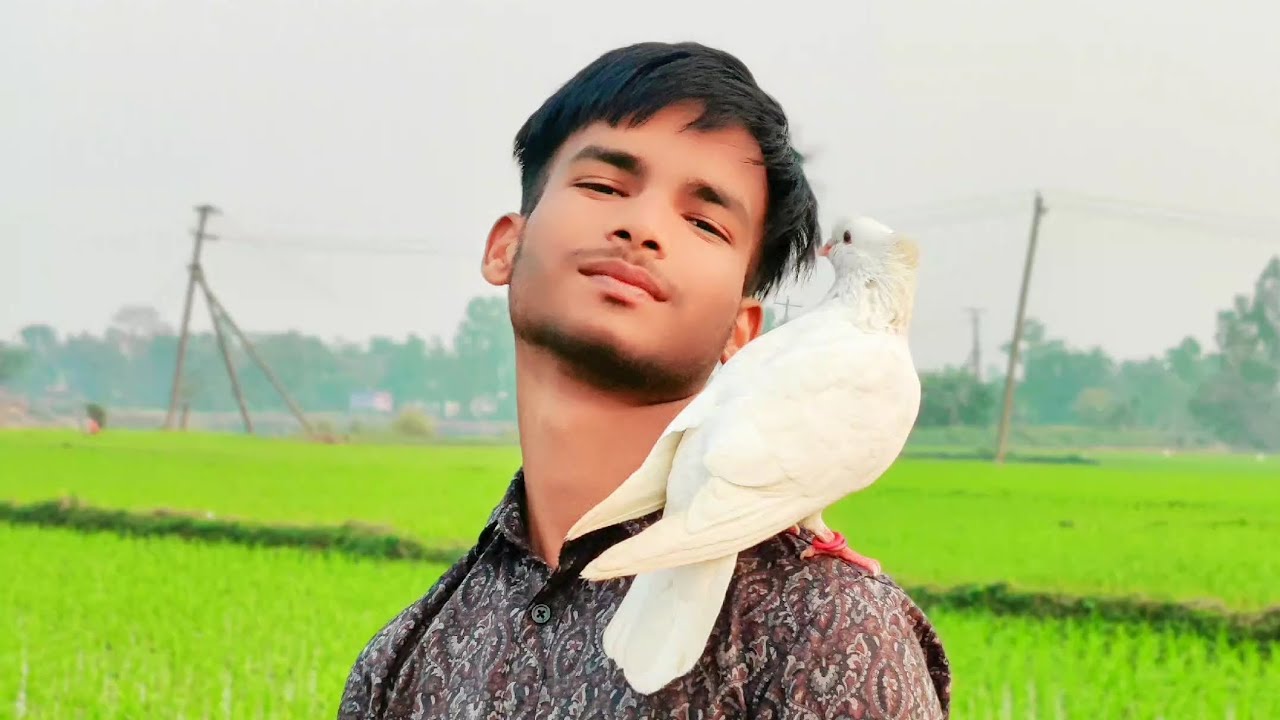 আমার ভালোবাসা সবই। তুমার জন্য💝 lover💝Bp.Emon Mirja#pigeon #love #story #sortvideo @BpEmonMirja99