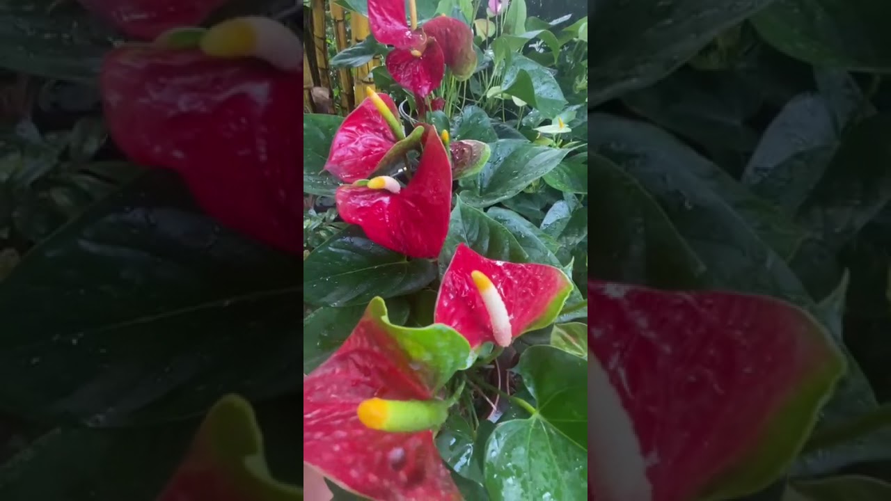 මේ වගේ ලස්සනට මල් හදලා අපිට දෙන්න#anthuriumwagawasinhala#fypviral#garden#anthurium0765647812 #flower
