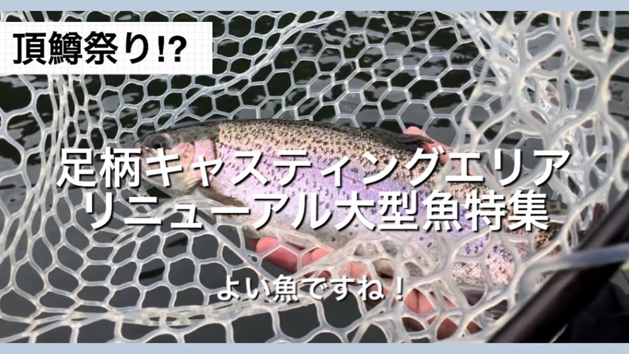 頂鱒祭り⁉足柄キャスティングエリアリニューアル大型魚特集【エリアトラウト】【管理釣り場】