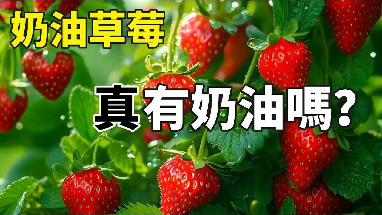 章姬和红颜草莓，谁是真正含奶油的“奶油”草莓？99%的人都被骗了【手艺人飞羽】