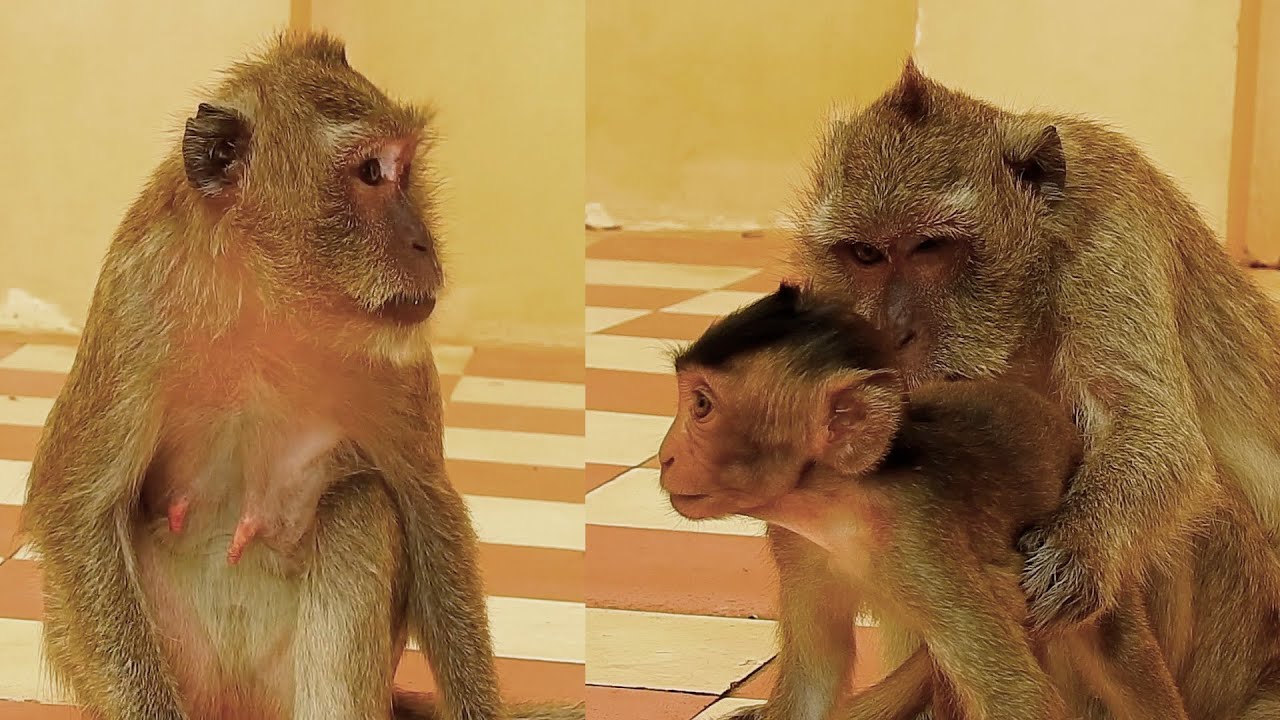 Mom tries to watch Vegan baby monkey