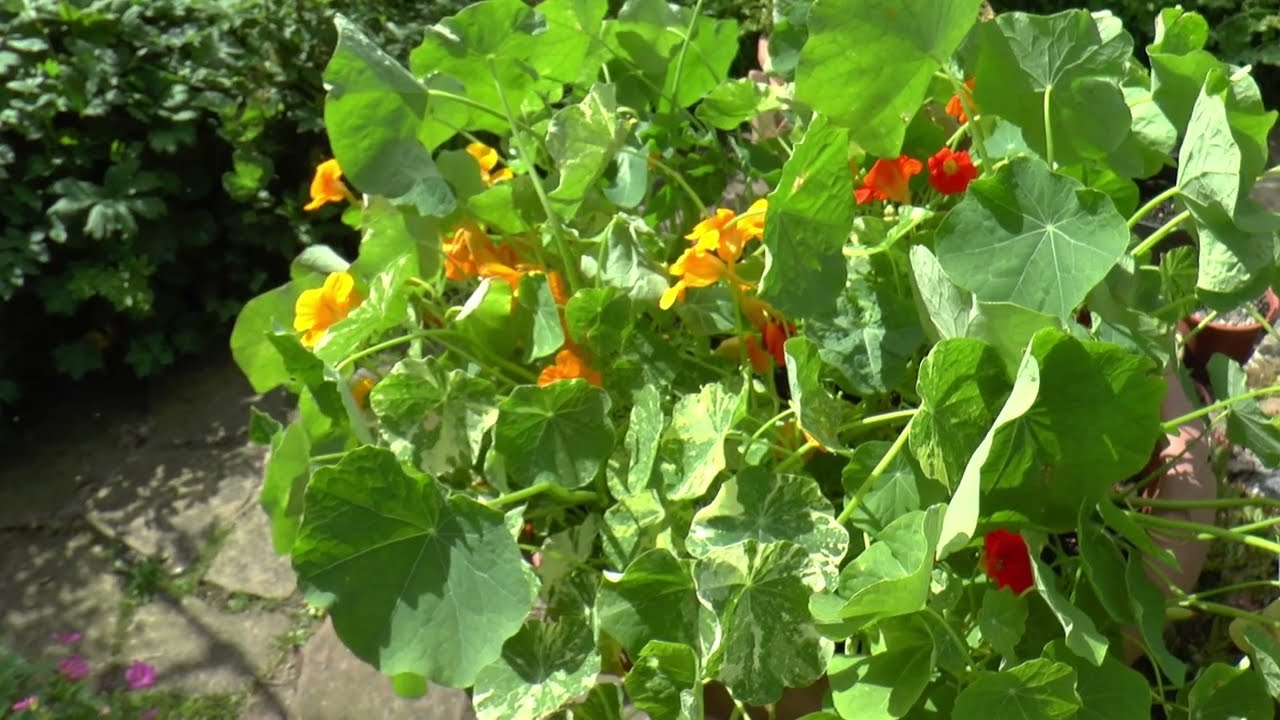 Our Garden Diary for July 2025