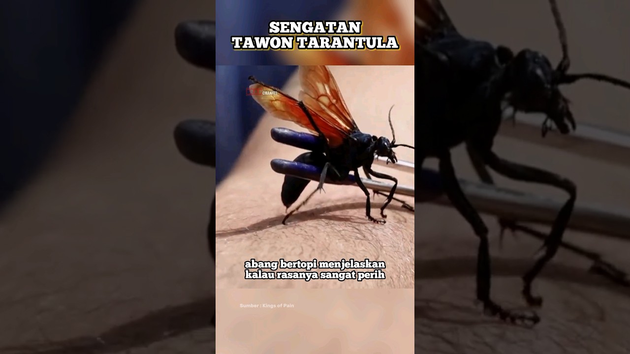 Sentupan Tawon Pembunuh Tarantula #shorts #viral #kingofpain