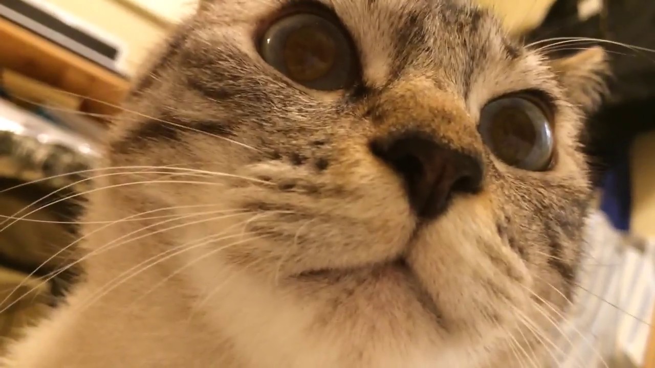 シャムトラ猫のフガフガ