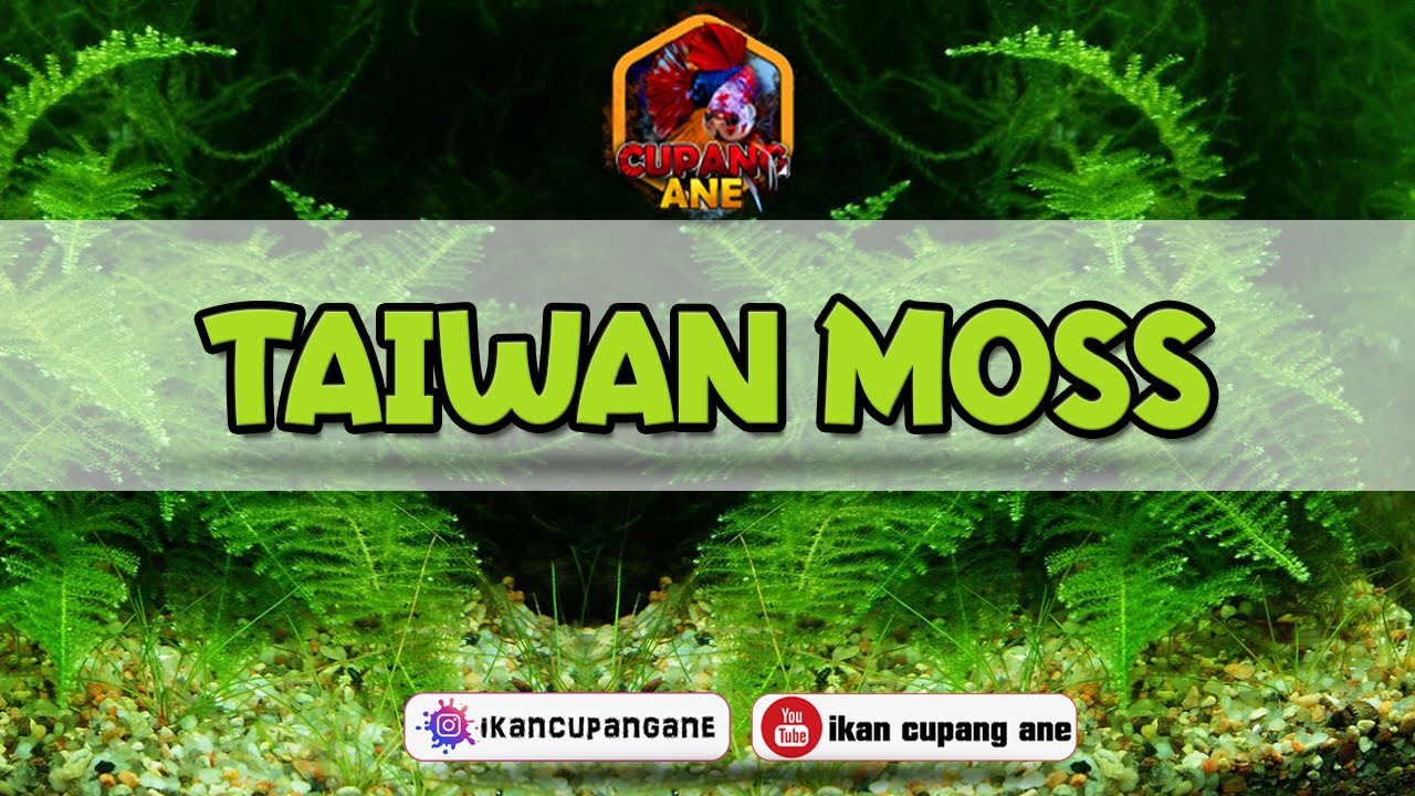 Tanaman Aquascape Taiwan Moos