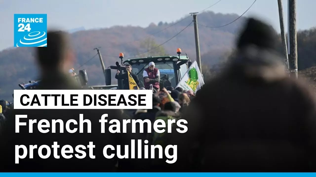 French farmers protest cattle cull as disease spreads &bull; FRANCE 24 English