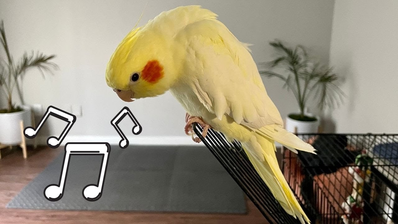 Female Cockatiel Singing Sounds