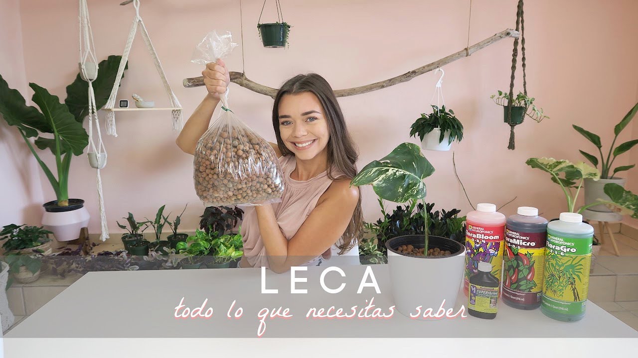 Todo lo que necesitas saber sobre la LECA