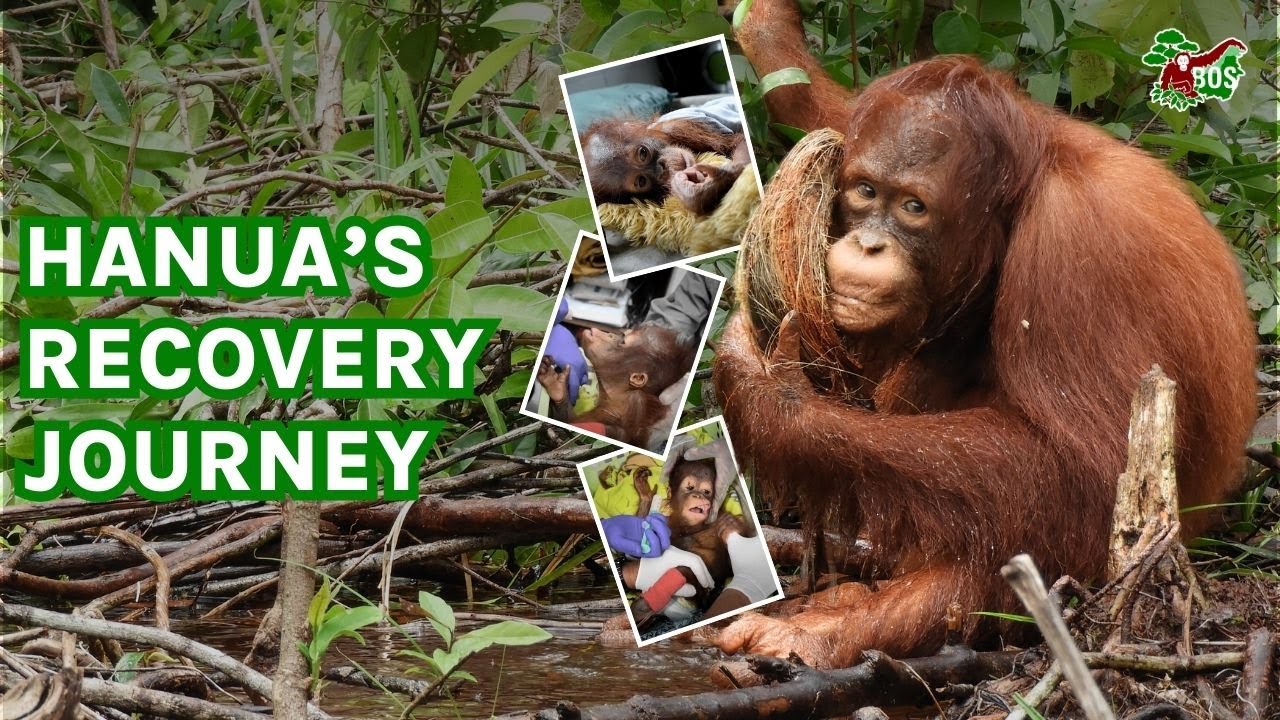 HANUA'S RECOVERY JOURNEY