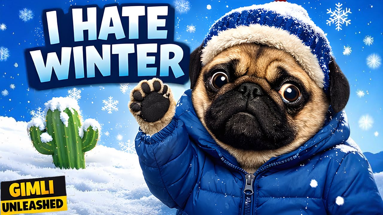 This Pug Is Personally Offended by Winter ❄️| Gimli Unleashed :The Pug Show