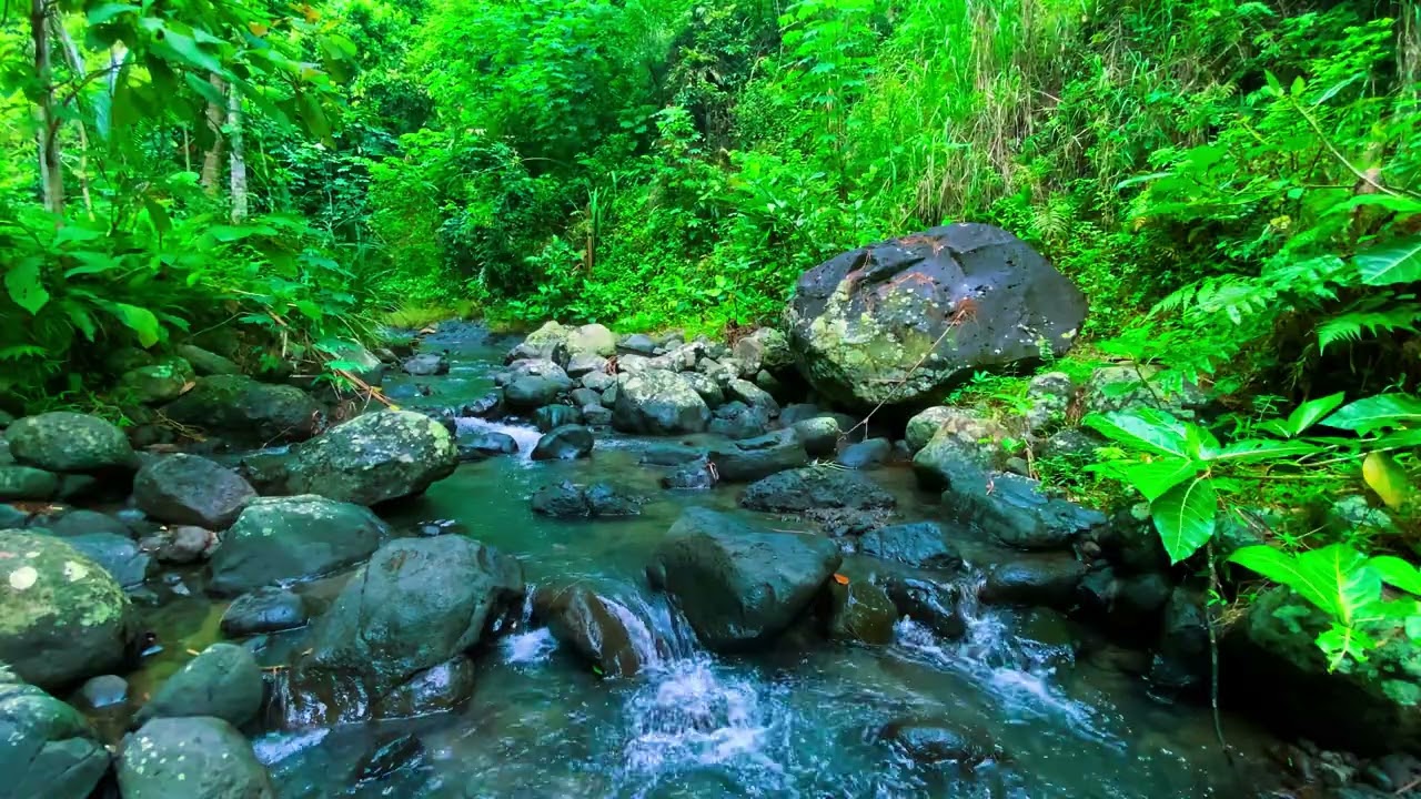 NATURE RIVER IN FOREST ,RELAX AND ENJOY THE VIDEO