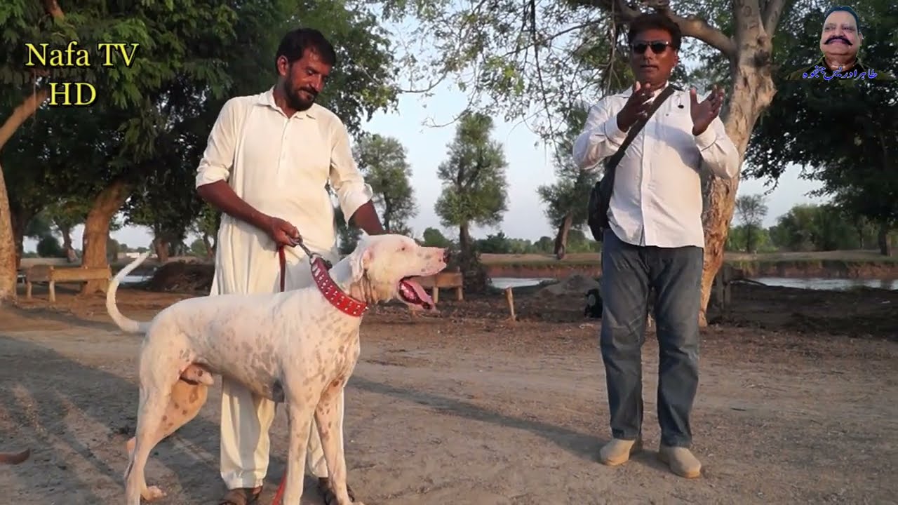 Bully Kutta In Punjab Pakistan | Bully Kutta In Punjab Pakistan