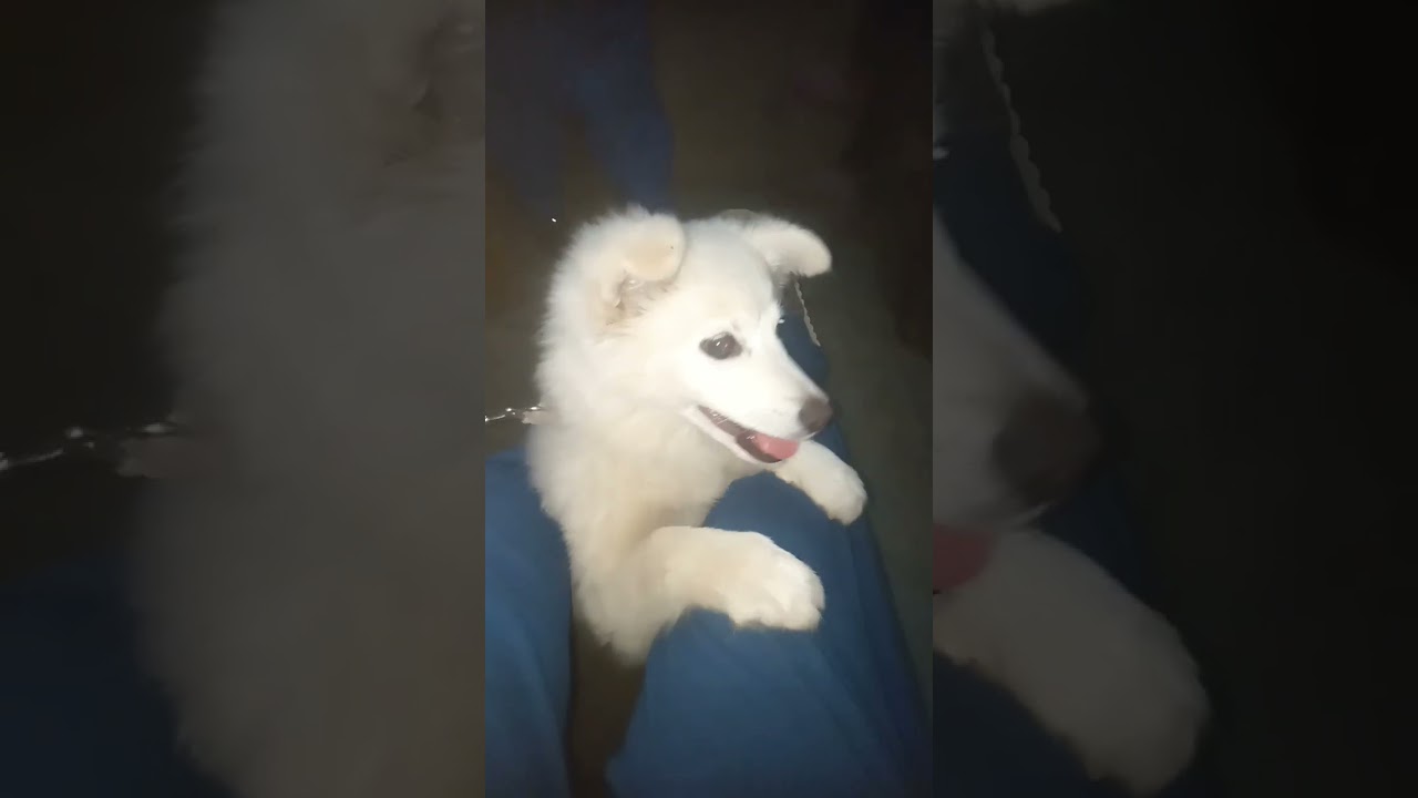 my name is chiki #dog  🐕 short#*