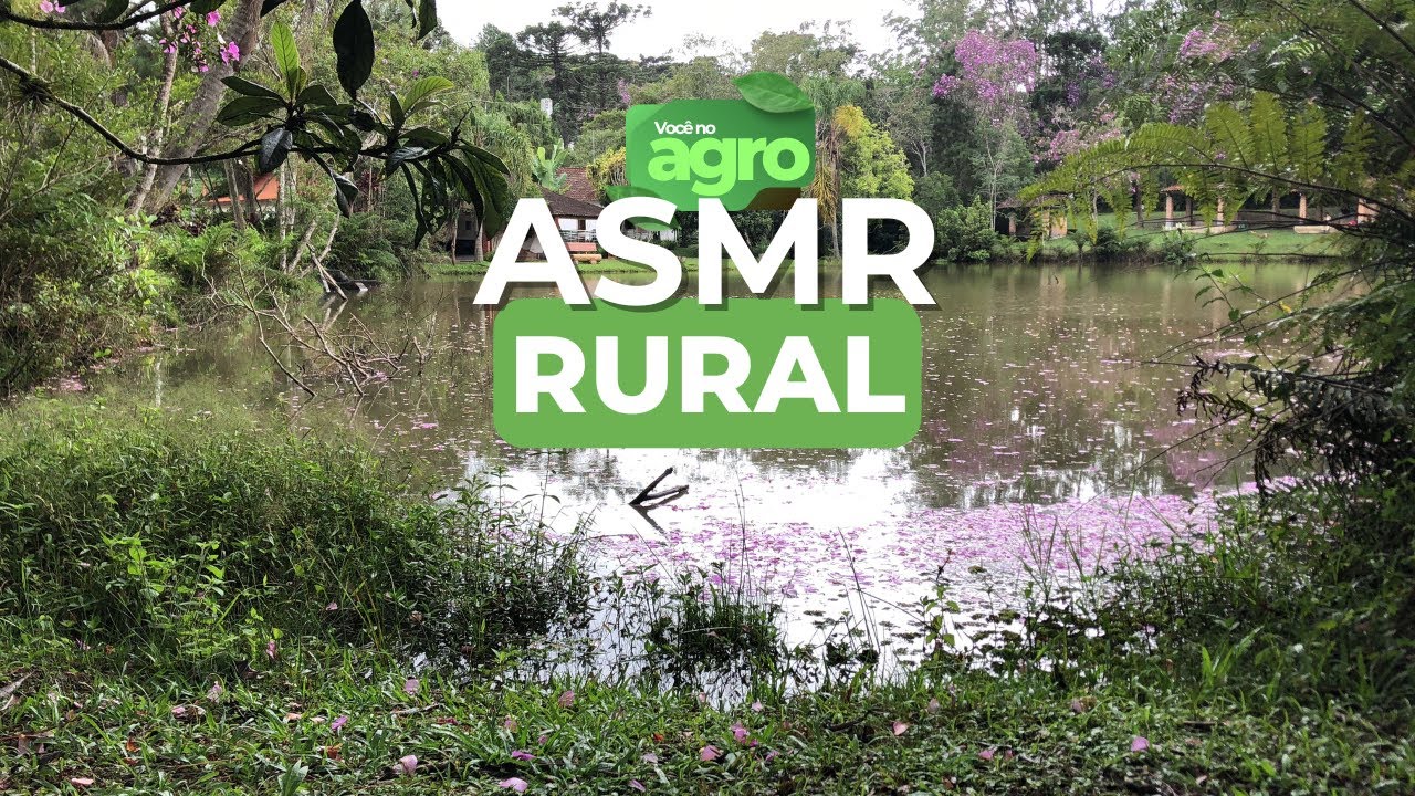 Como é o silêncio na Roça? Chuva, pássaros e a vista da lagoa | ASMR Rural
