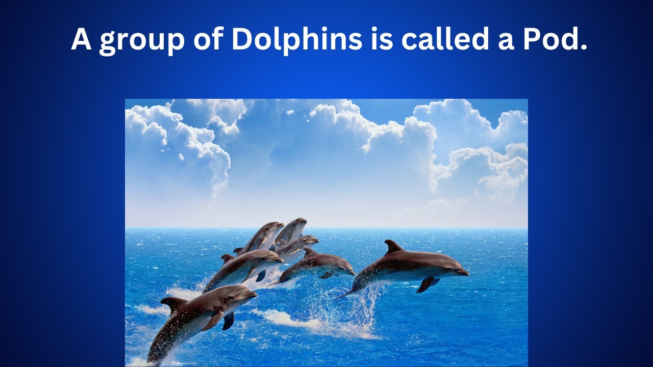 Collective Nouns For Animals !!!