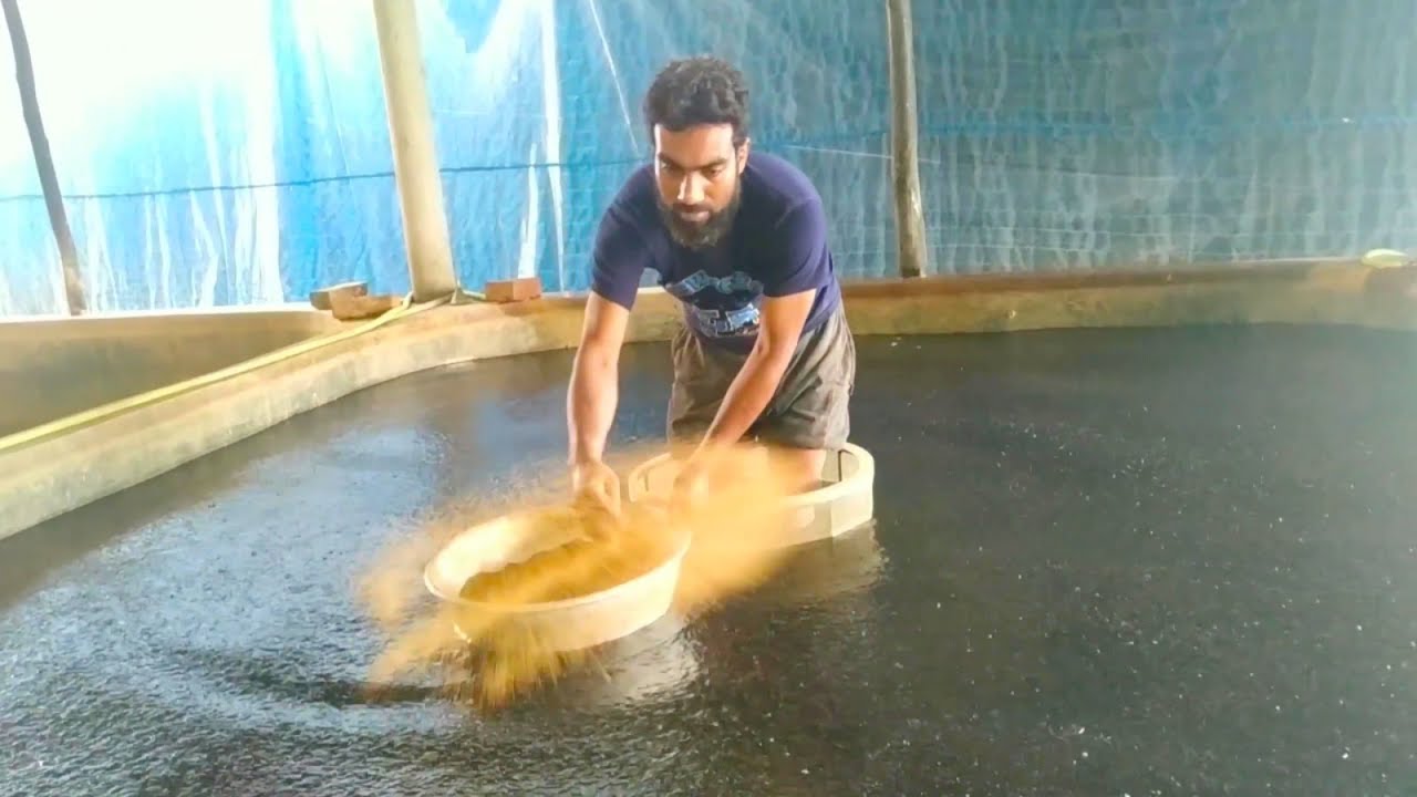 Baby Hybrid Magur Fish Eating Delicious Food In Fish farm|| Catfish Farming