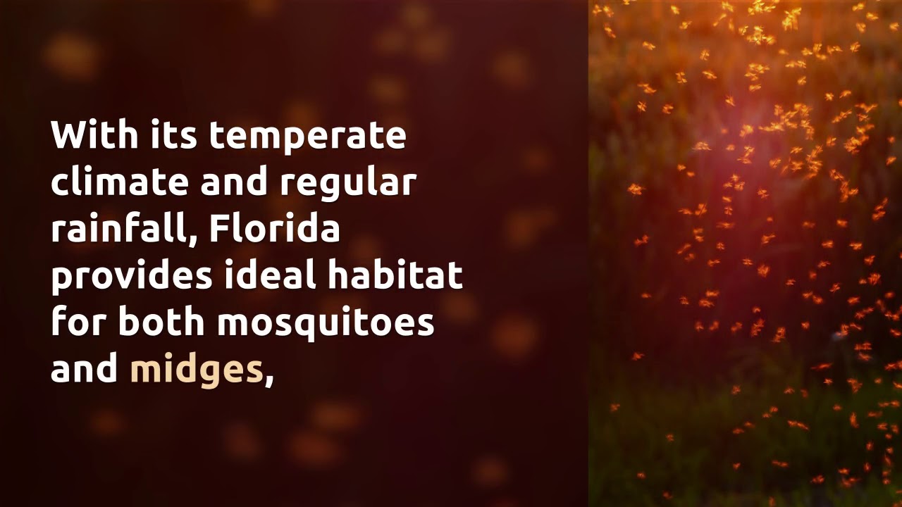 Biting Midges&mdash;Vampires of the Insect World