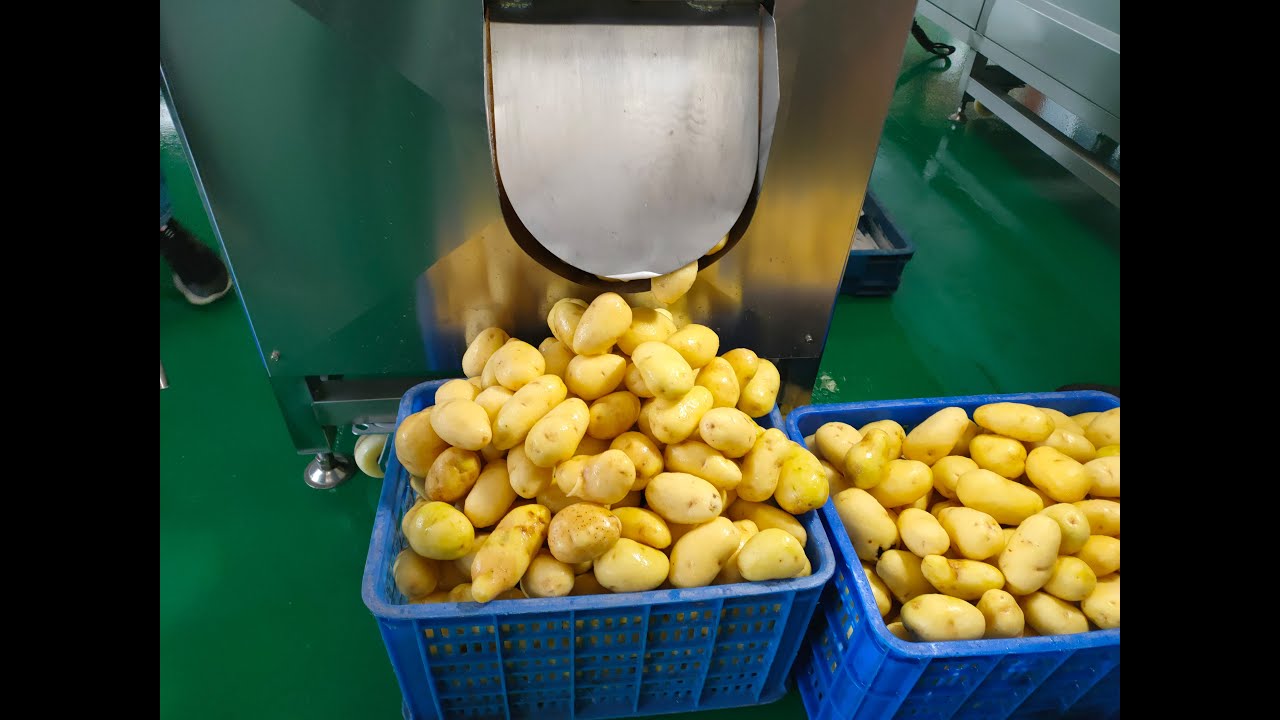 Commercial Potato Washing Peeling Drying Machine | Potato Processing Plant Supplier
