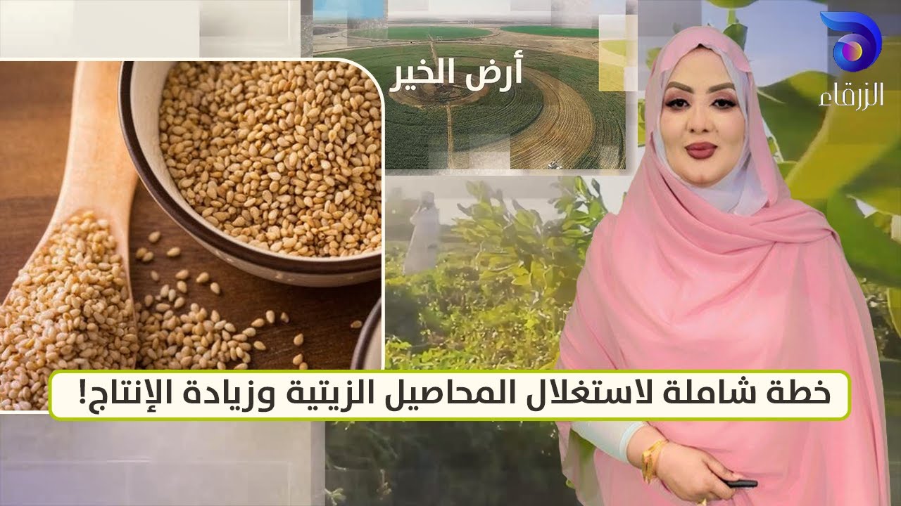 كيف تحول السودان إلى قوة زراعية؟ خطة شاملة لاستغلال المحاصيل الزيتية وزيادة الإنتاج! || أرض الخير