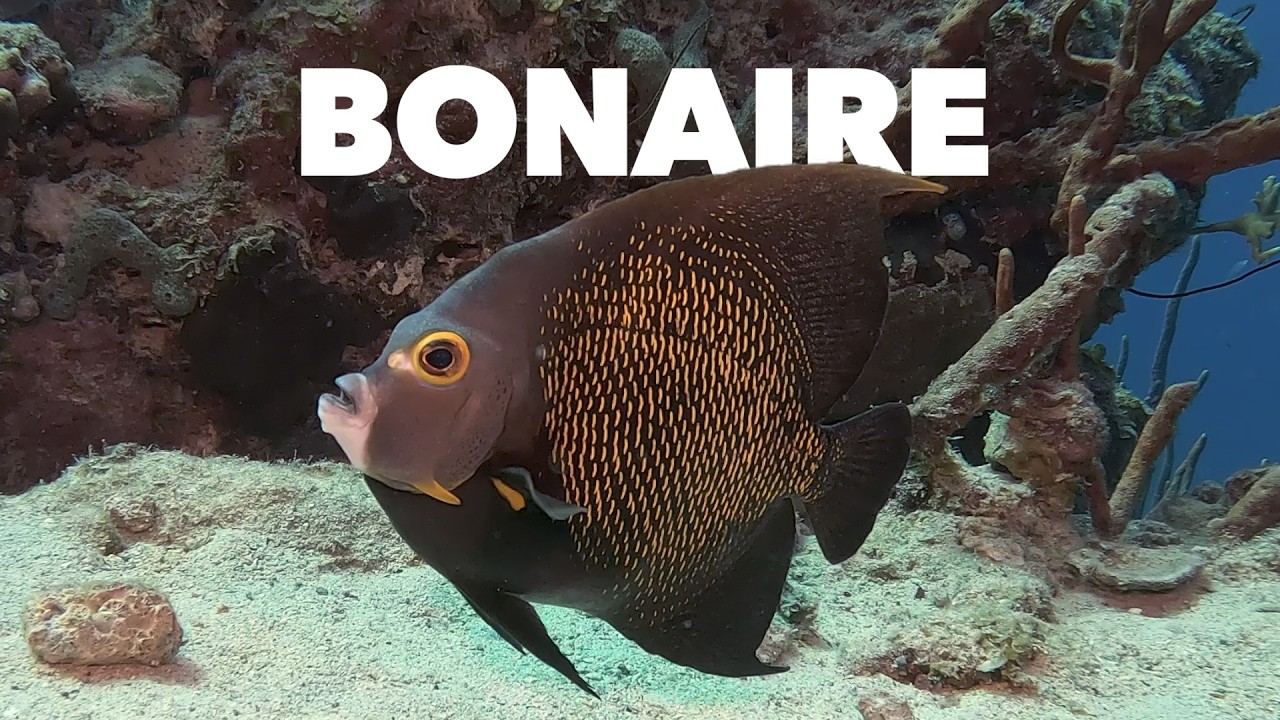 Dive Bonaire 2026 Bonus