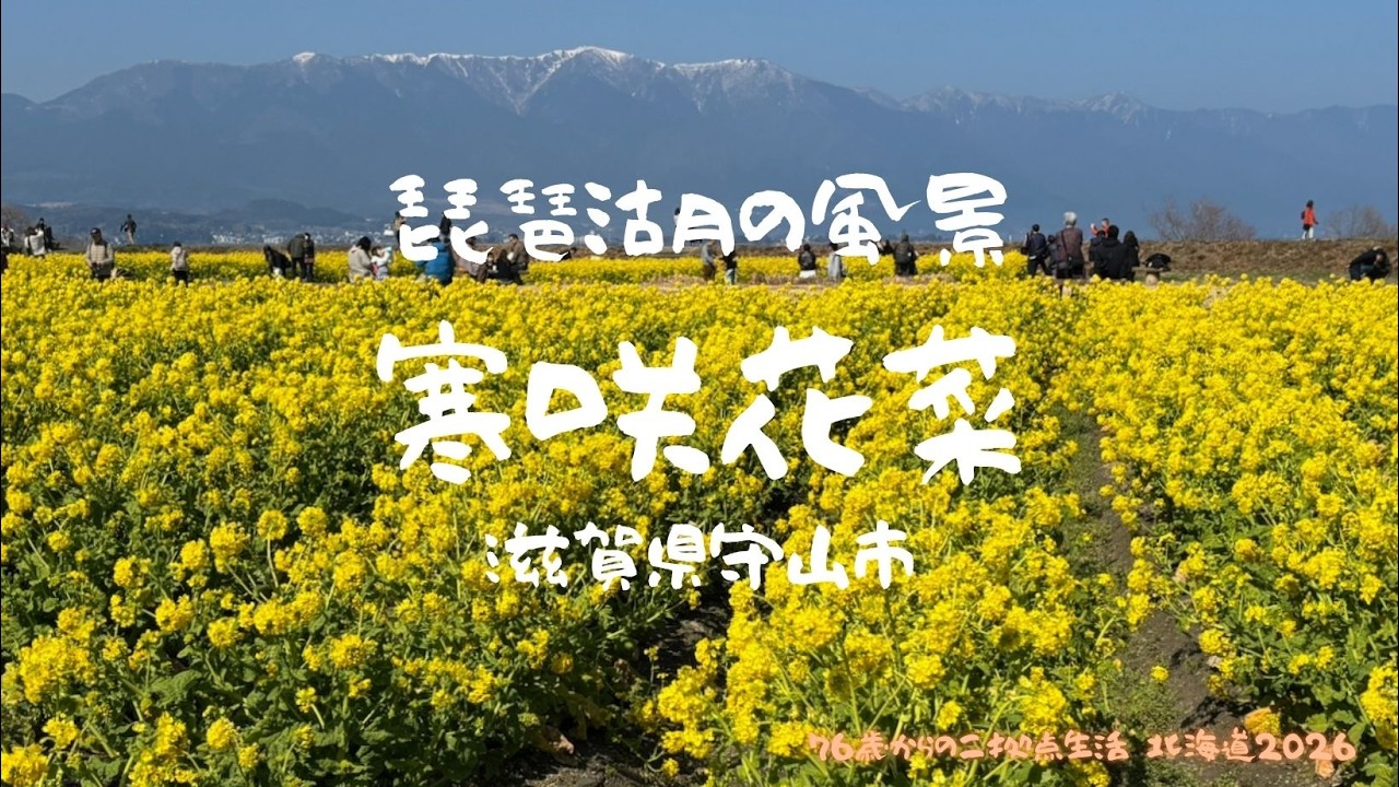 寒咲花菜（2026.2）