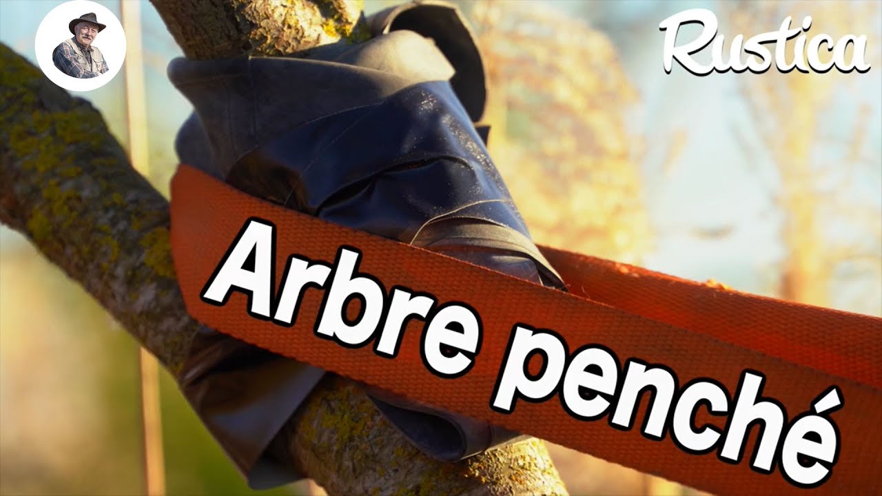 Comment redresser un arbre couché par la tempête