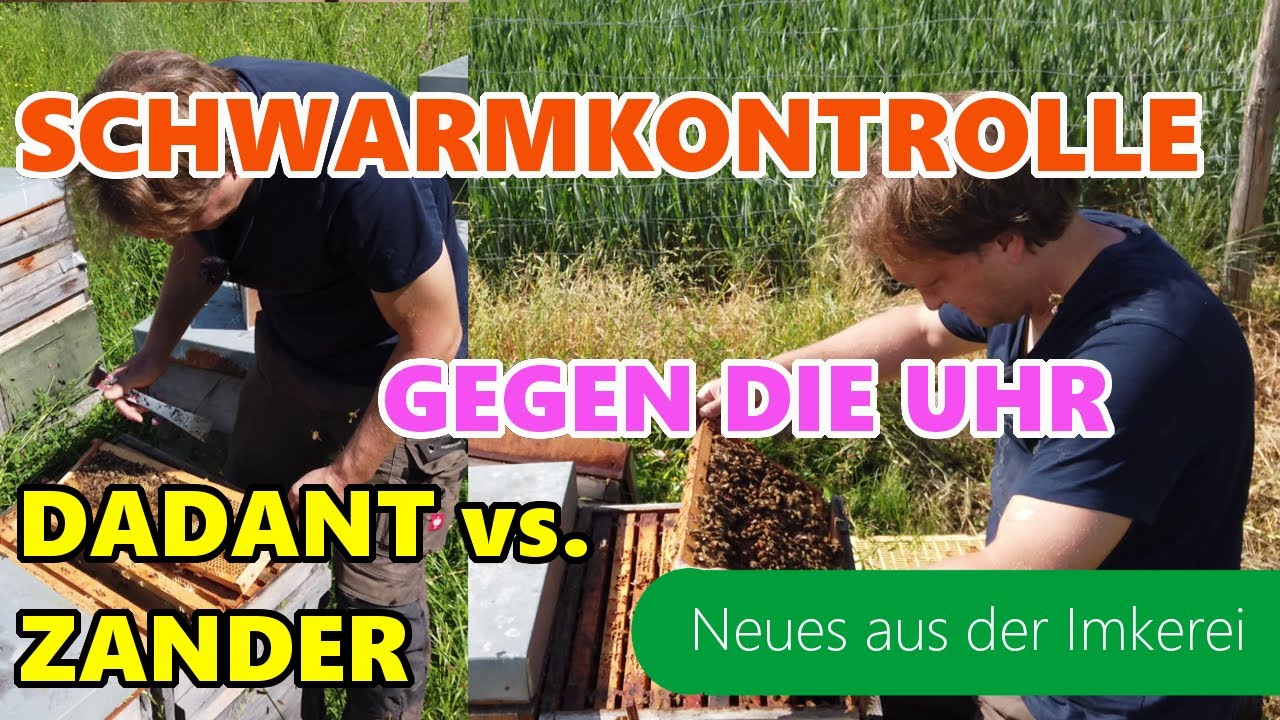 Zander vs. Dadant | Schwarmkontrolle zeitenvergleich | Was geht schneller? | Neues aus der Imkerei
