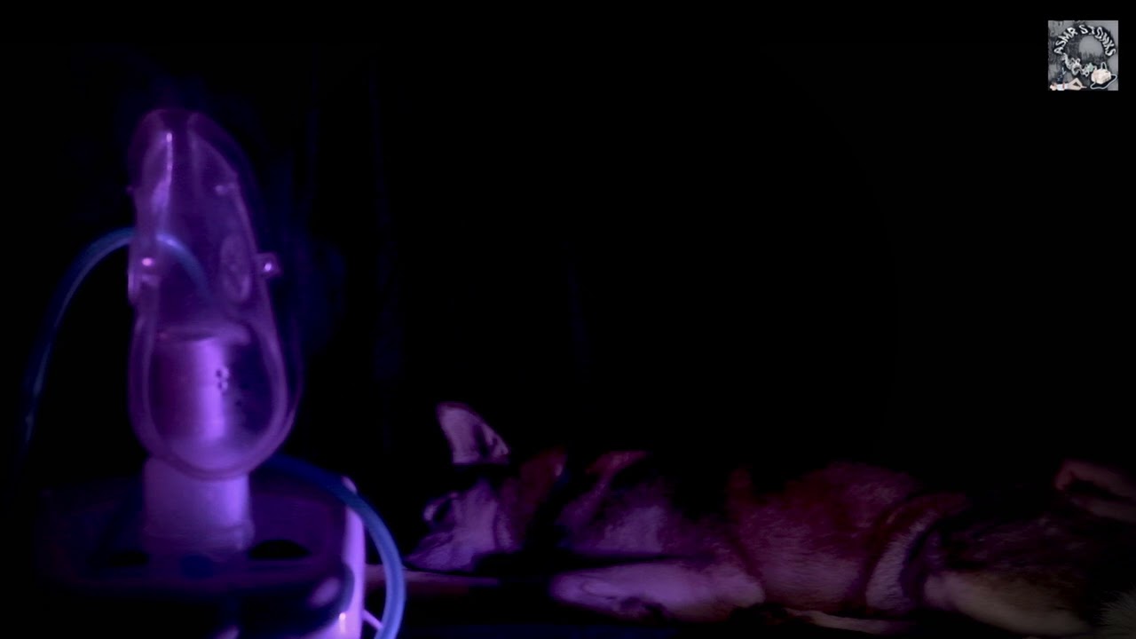 Husky & nebulizer [ASMR]