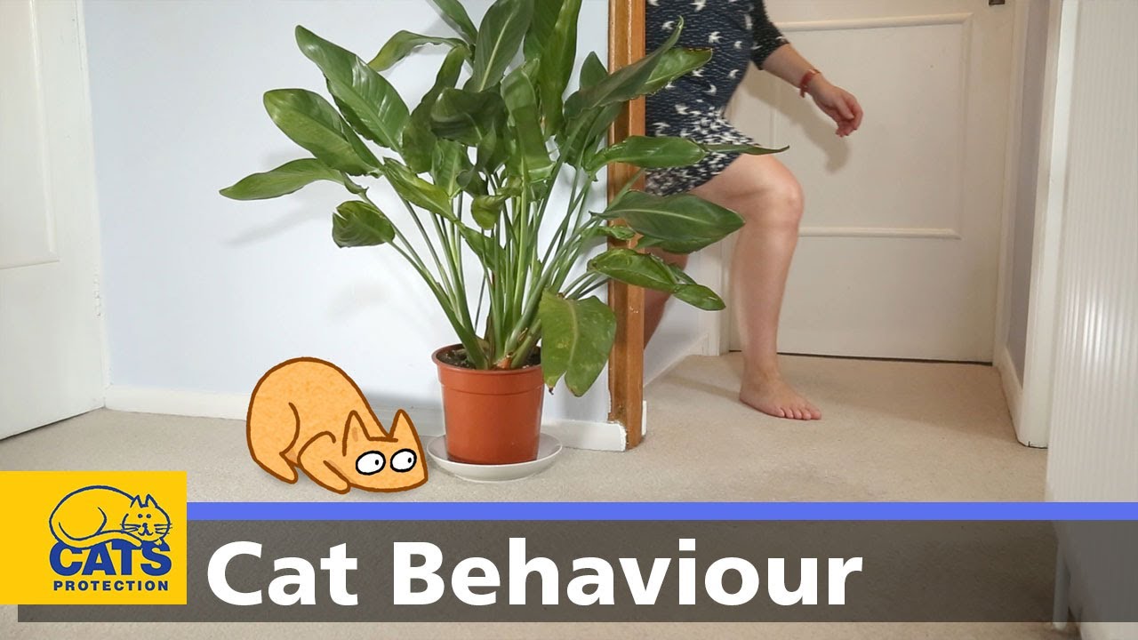 🐱 Cats and play | Cats Protection behaviour guides