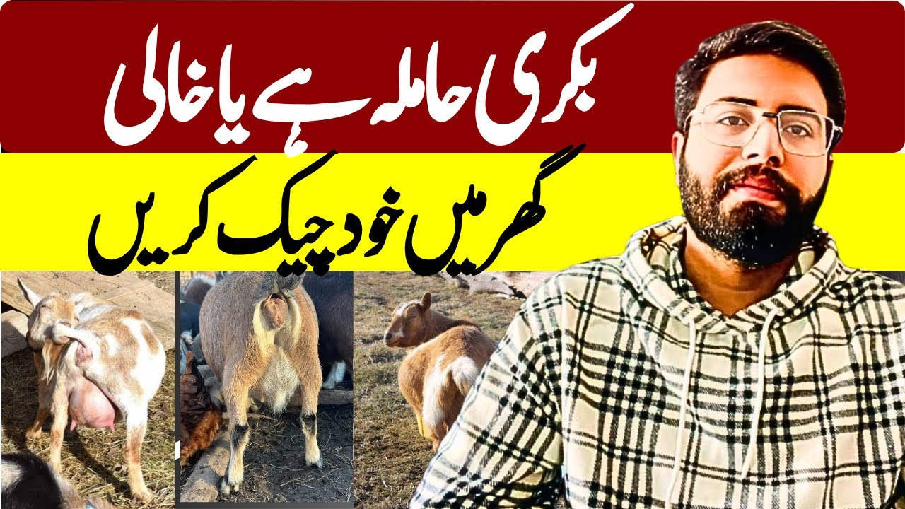 Is the goat pregnant or not? How can we check at home?