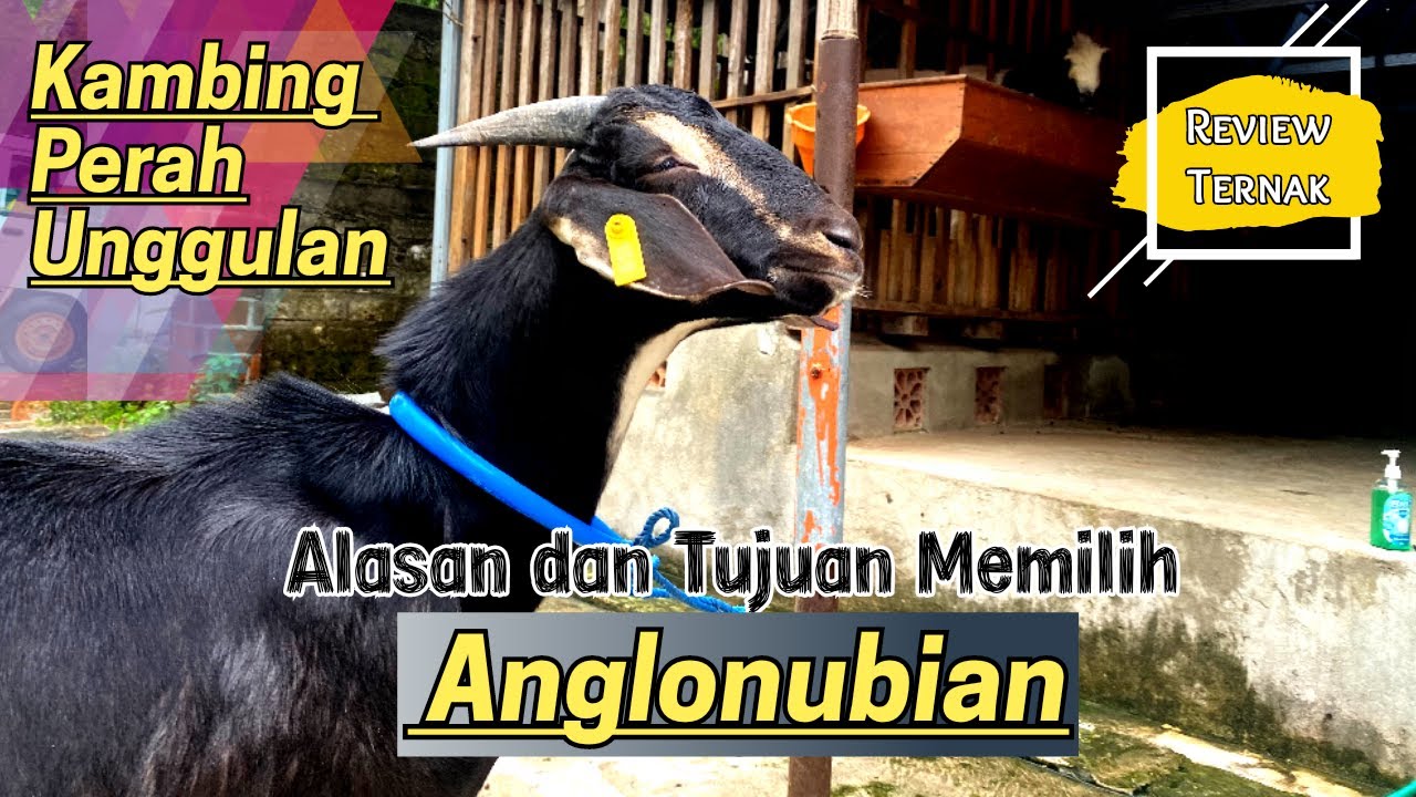 Kambing Anglo Nubian | Jenis Kambing Perah Unggulan