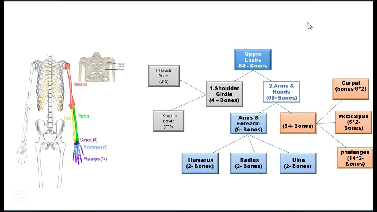Human Anatomy & Physiology ( Rohingya Language)