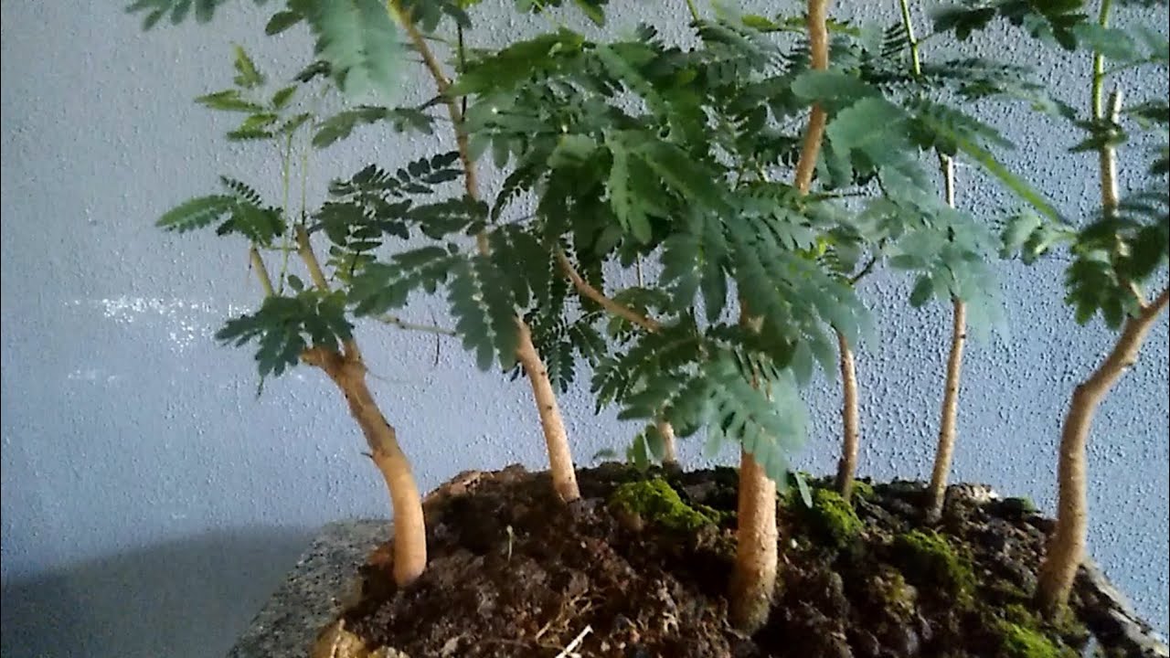 Pode de ramifica&ccedil;&otilde;es do mini bosque