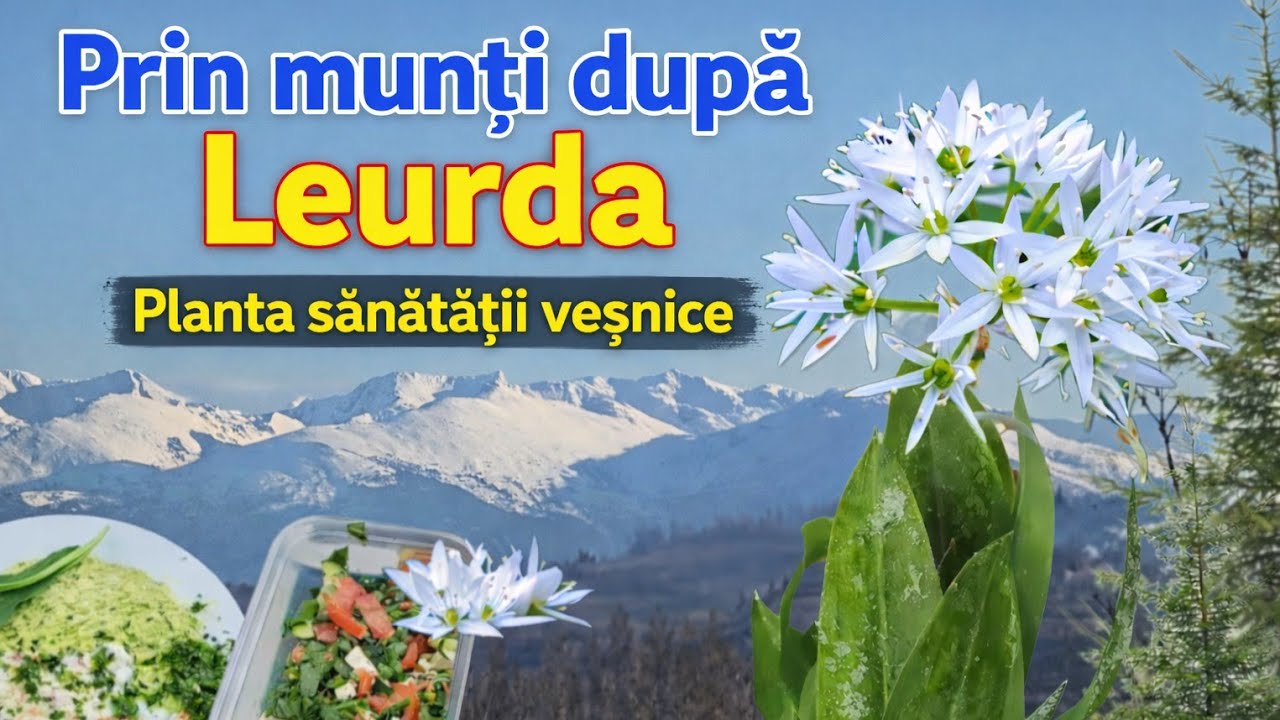 Planta extraordinara pentru o viata lunga si sanatoasa/Leurda- Unde creste? 