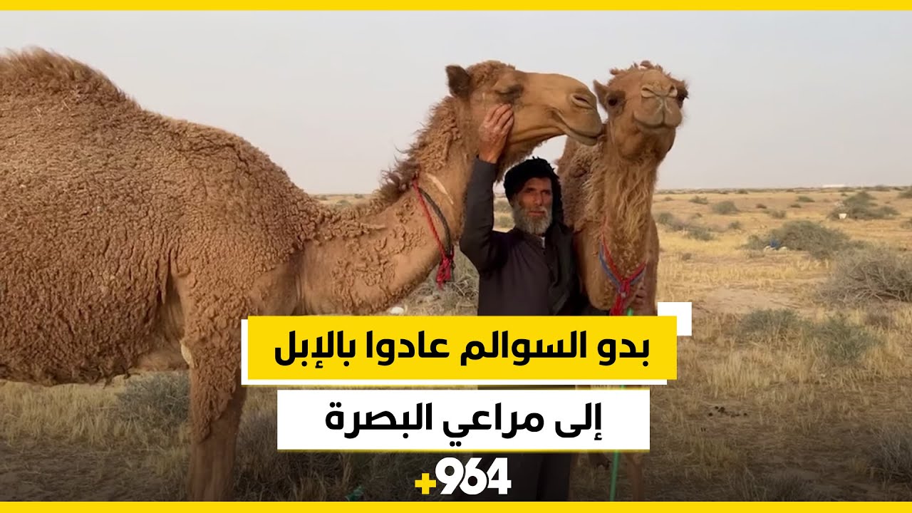 بدو السوالم عادوا بالإبل إلى مراعي البصرة.. رحلة الشتاء انتهت