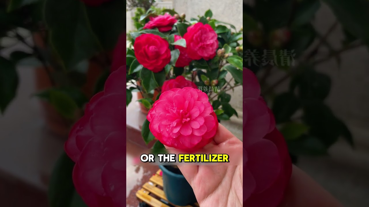 Camellia Care Secrets How to Keep Them Healthy & Blooming with Perfect Watering!