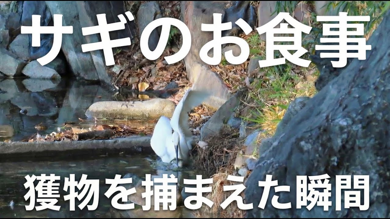 サギが餌を探しています