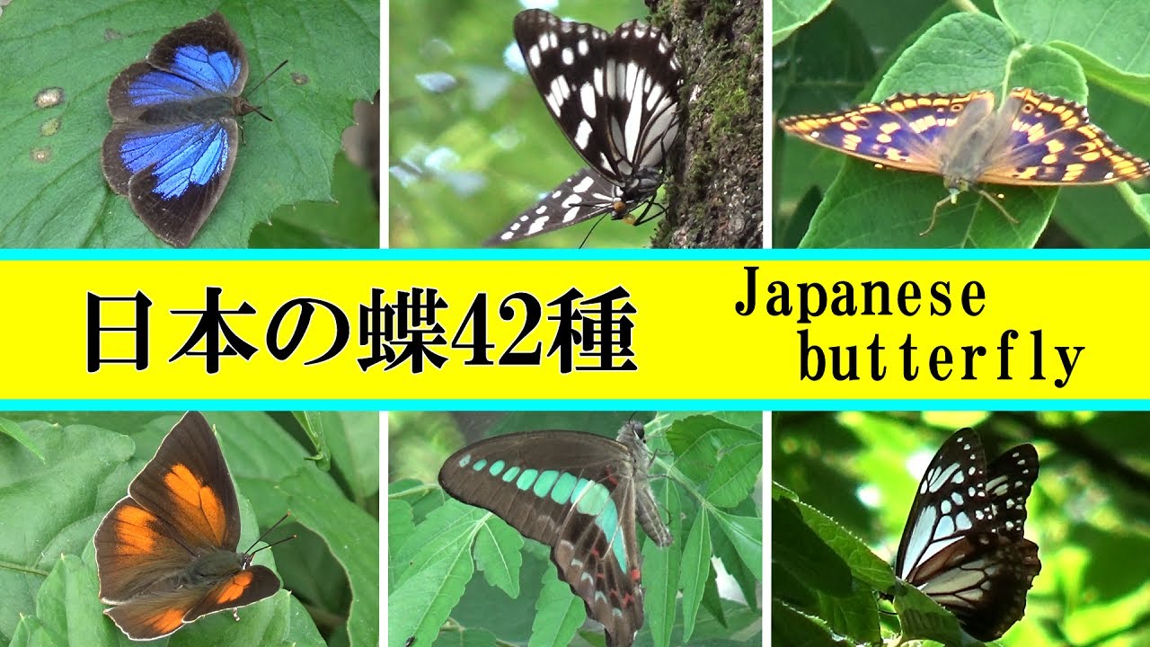 日本の蝶 42種 (Japanese butterfly)
