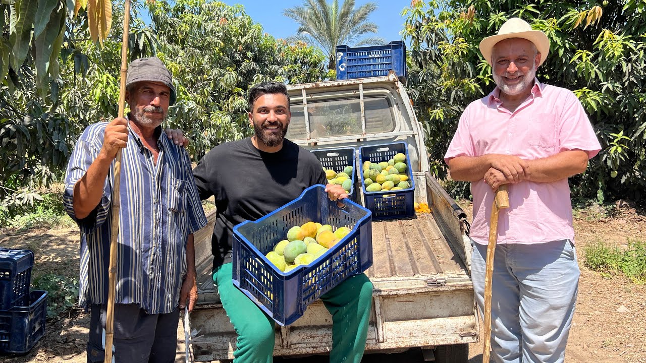 أحلى مانجا في العالم … المانجا المصرية ☺️🥭