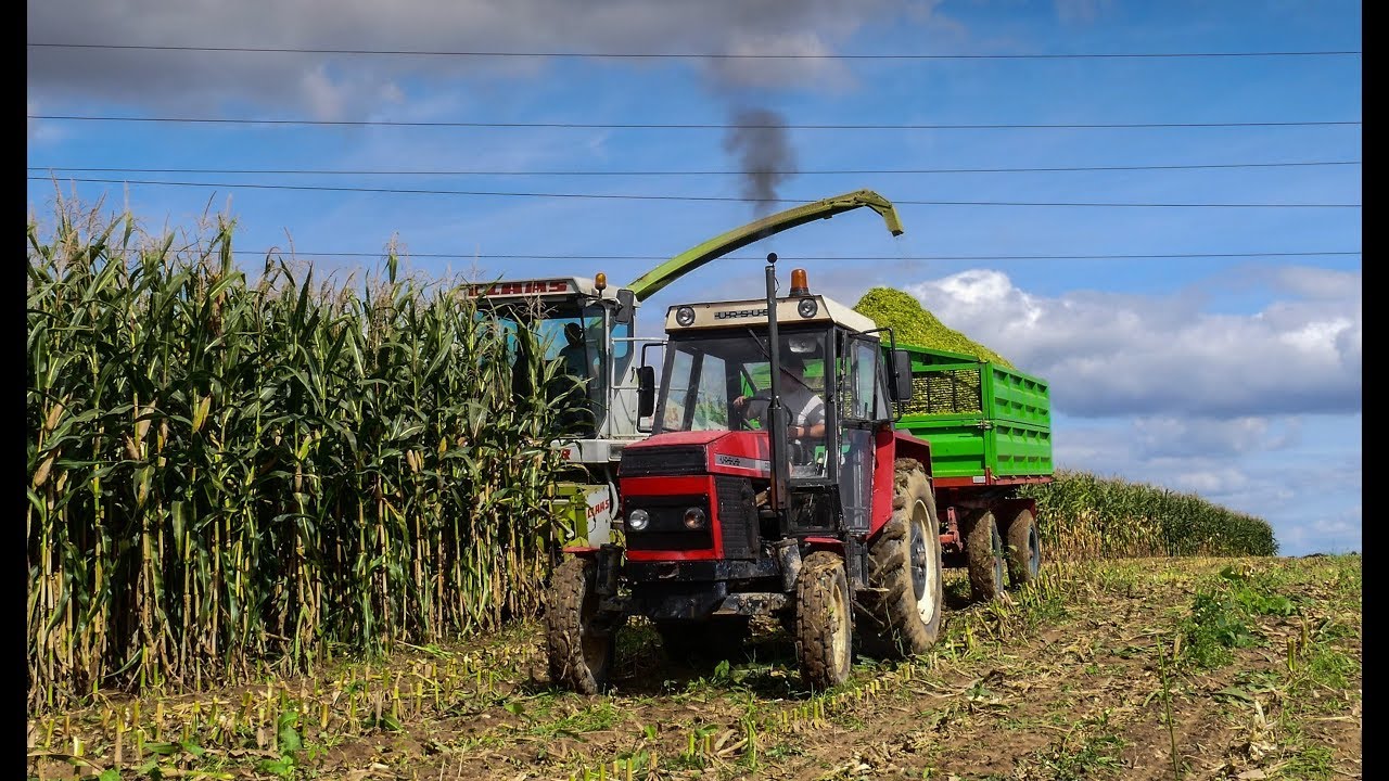 Kukurydza na kiszonkę. Claas Jaguar Ursus 385 c-360 Zetor8011